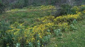 Image result for Senecio latifolius