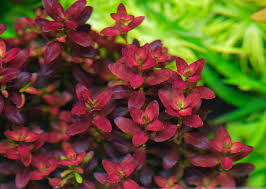 Image result for Rotala submersa