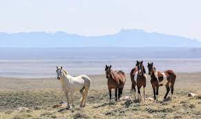 Mustangs And Memories Blm Plan Threatens Wyo S Wild Horses Wyofile
