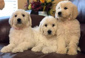 We are located near hutchinson, mn. Goldendoodle Puppies By Moss Creek Goldendoodles In Florida English Goldendoodle Puppies