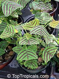 Image result for Fuirena obcordata