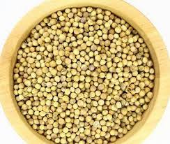 Semi di fagiolo adzuki, semi di agapanto, semi di agerato, prodotti per l'agricoltura, semi di aiuga, etc. Curcuma India Di Singh Lakhvir Semi Di Coriandolo 100 Gr