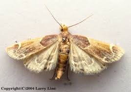 Image result for Pyralis farinalis