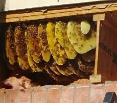 They build their homes under your porch, eaves and cracks in your walls. My Brother Versus The Honey Bees Writing Wranglers And Warriors