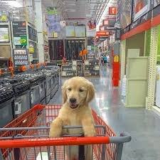 Puppy Zoe Shopping Home Depot