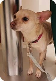 Sometimes their owners pass away, the breeder becomes ill and unable to care i've listed the best 11 french bulldog rescues nj below. Indianapolis In Chihuahua Terrier Unknown Type Small Mix Meet Amie A Dog For Adoption Chihuahua Terrier Chihuahua Dog Adoption