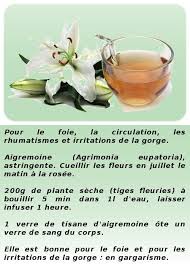 Tisane D Aigremoine Tisane Anis Etoile Lotier Cornicule