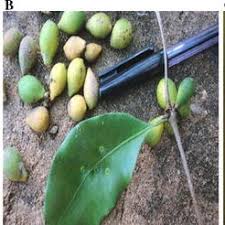 Image result for Pleiocarpa