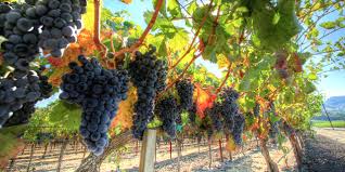 Spotlight Valle De Napa Visit California