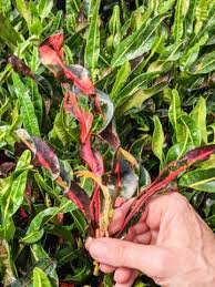 Image result for Croton longipedicellatus