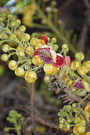 Image result for Lecythidaceae