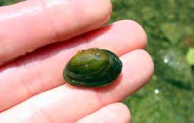 adult quagga mussel