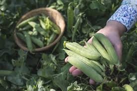 Check spelling or type a new query. Harvesting Peas Tips For Getting Your Pro Picker On