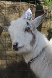Birthday Goat It S My Birthday What Happy Birthday Goat Goats Baby Goats