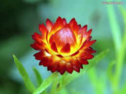 Strawflower Flowers Flower Pictures Plants