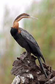 African Darter Anhinga Rufa This Snake Bird Is Also Found In Grasslands Of Chitwan National Park In Nepal Beautiful Birds National Parks Animals