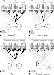 Image result for Marsilea villifolia