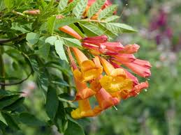 Image result for Tecoma stans