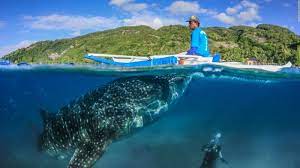 ⁠informasi dunia hewan dan binatang, daftar dan fakta menarik lainnya. Jarang Terlihat Ikan Terbesar Di Dunia Tetiba Muncul Saat Turis Asyik Berenang Di Meksiko Tribun Travel