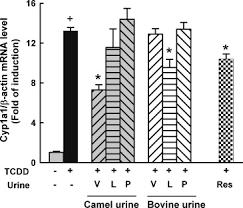 Camel meat is healthier than beef. Camel Urine Inhibits The Cytochrome P450 1a1 Gene Expression Through An Ahr Dependent Mechanism In Hepa 1c1c7 Cell Line Sciencedirect