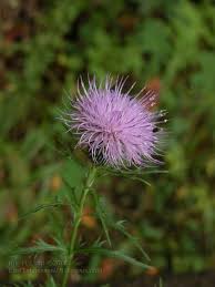 Middle Tennessee Wildflowers Late March Tall Thistle Cirsium Altissimum Aster Family The Leaves Of This Plant Plants Trees To Plant Wild Flowers