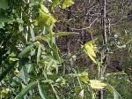 Image result for Dalechampia galpinii