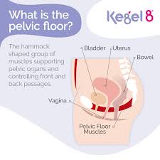 What Is The Pelvic Floor Pelvic Floor Pelvic Floor Muscles Kegel