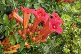 Wouldn't you love to pack more flowers into your garden? Perennial Flowering Vines Learn About Vines That Are Perennial