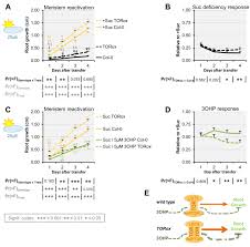However, they have grown rapidly in a short time, and hometeam will return to fix any problems that arise in your home at no extra charge. An Evolutionarily Young Defense Metabolite Influences The Root Growth Of Plants Via The Ancient Tor Signaling Pathway Elife