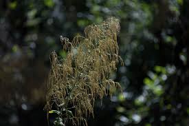 Image result for Euphorbia cyparissioides