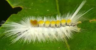 Black And Yellow Hairy Caterpillar Uk Hairy Caterpillar Caterpillar Hairy Colorful Butterflies