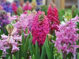 North american perennial with bright yellow late summer flowers. 12 Heavenly Flowers That Start With H