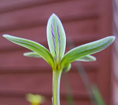 Image result for Romulea camerooniana