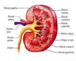 Kidney Anatomy Human Kidney Kidney Anatomy Renal