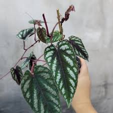 Image result for Cissus