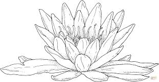 The vibrant green lily pads with frogs sitting on them, popularized by disney's cartoons, have captured our imagination from time immemorial. Blooming Water Lily Coloring Page Free Printable Coloring Pages Coloring Library