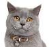 How Much Does a British Shorthair Cost? (2020) | Spend On Pet