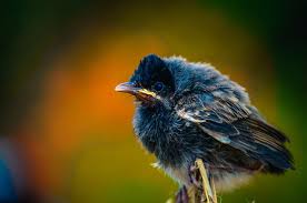 Free Image On Pixabay Bulbul Bird Animal Flying In 2020 Animals Bird Bulbul