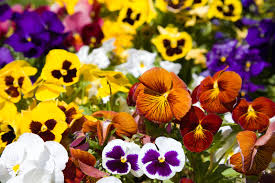 Plantele tinere trebuie ciupite pentru a favoriza ramificarea și formarea coroanei pe care vor crește viitoarele tulpini cu flori. Flori De Gradina Care Infloresc Tot Anul Perene Pitice Sau Cataratoare Mathaus By Arabesque