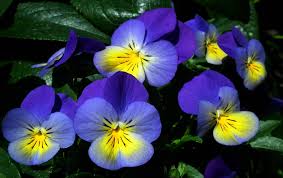 Raze de soare, natura renascuta, flori minunate, pasari si multa magie. Flori PanseluÅ£e Colorat Fotografie GratuitÄ Pe Pixabay