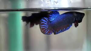 As the most popular betta, a crowntail is colloquially referred to as a betta, or its behavioral name of the siamese fighting fish. Top Indo Betta Fighter Man Of Steel Youtube