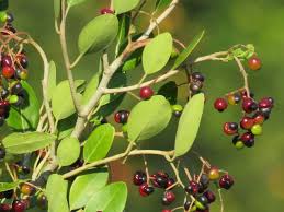 Image result for Apodytes dimidiata