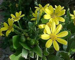 Image result for Chrysanthemoides monilifera