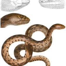 Pdf Pituophis Deppei Dumeril Bibron Dumeril 1854 Or A Reassessment Of Mexican Bullsnakes Reptilia Squamata Colubridae