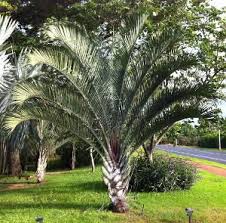 Plantas Para Lugares De Praia