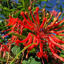 Image result for Cycnium recurvum