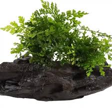 Image result for Bolbitis