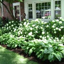 Incrediball Hydrangea In Front Of Window Hostas Hydrangeas This Is Going In My Front Yard Love I Front Yard Landscaping Design Front Yard Yard Landscaping