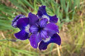 +7 921 938 73 32. Growing Irises Planting Caring For Iris Flowers Garden Design