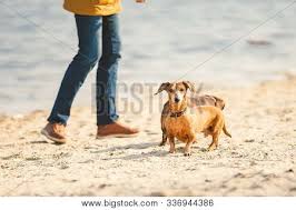 We did not find results for: Two Dachshund Play On The Beach Two Small Dogs Playing Together Outdoors Dachshunds Two Dogs Of The River Two Dachshund Dogs Playing Poster Id 336944386
